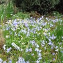 Chionodoxa groupe